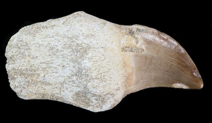 Rooted Mosasaur (Halisaurus?) Tooth #43184